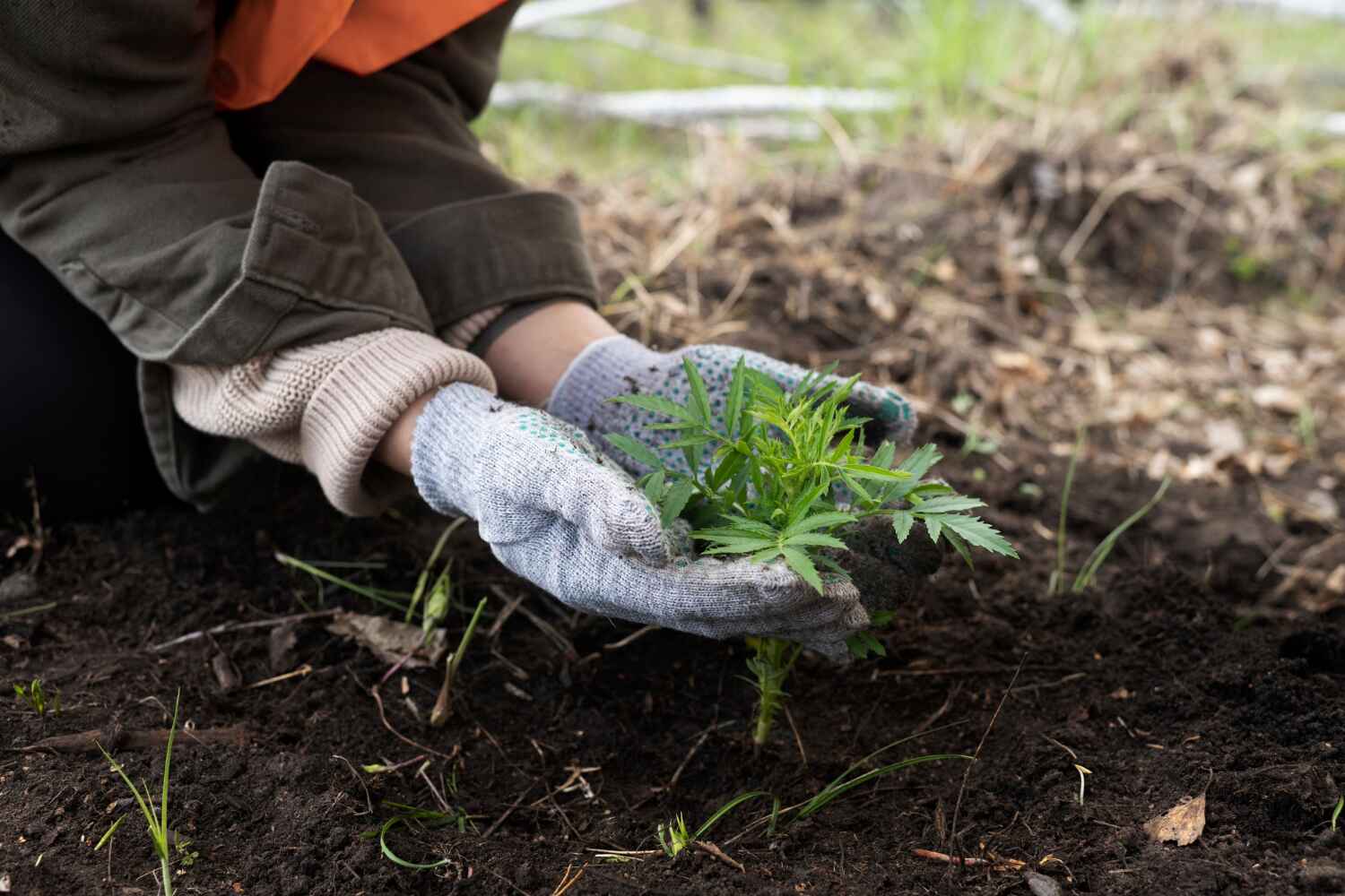 Best Emergency Storm Tree Removal  in , WV